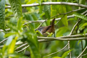 Grey breasted wood wren,Henicorhina leucophrys