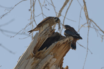 Wall Mural - American Kestrel sharing lizard