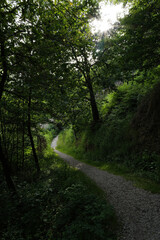 Poster - path in the forest