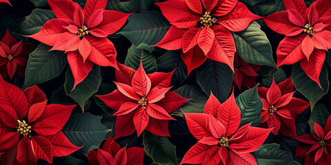 Wall Mural - A vibrant pattern featuring red poinsettia flowers and green leaves, accented with bright red berries. The festive design is set against a dark background, enhancing its holiday appeal.