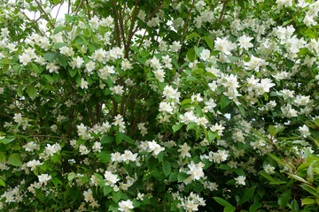 Wall Mural - A Mock Orange shrub (Philadelphus coronarius) in full flower
