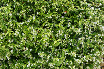 Wall Mural - Star Jasmine shrubs (Trachelospermum jasminoides) in full flower growing over a limestone wall
