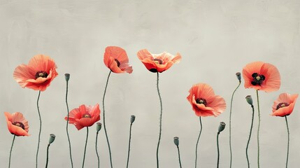 Wall Mural - Aesthetic poppies flowers on minimalist background. Modern floral wallpaper.