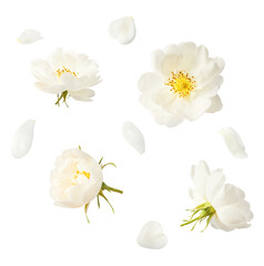 Beautiful white English rose falling in the air isolated on white background.