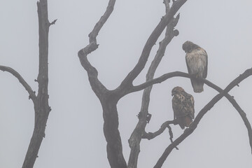 closeup of a red-tailed hawk.