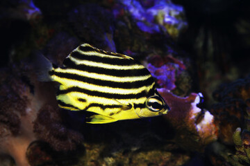Wall Mural - Footballer, Convict fish, or stripey (Microcanthus strigatus)