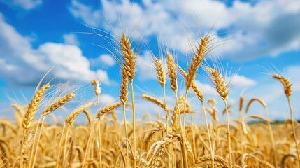 Wall Mural - Ripe wheat ears in the field