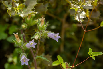 Wall Mural - Lilac coloured Bellflower (Campanula erinus) Usak, Turkey