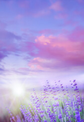 Wall Mural - Lavender field. Blossom summer purple field