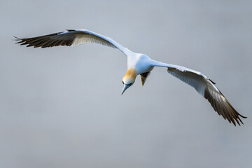 Wall Mural - Northern Gannet, Morus bassanus, bird in fly, Bempton Cliffs, North Yorkshire, England