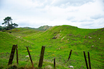 Wall Mural - Sheep Pasture in Taranaki Region - New Zealand