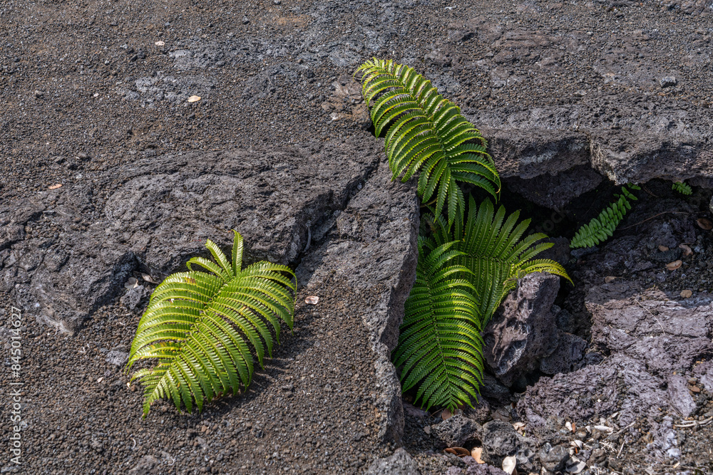 Sadleria cyatheoides, amaumau fern or ʻamaʻu, is a fern species in the ...