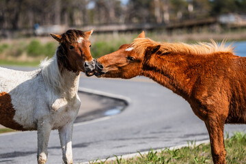 Two horses on a meadow inAssateague Island, MD. These are all wild horses.  