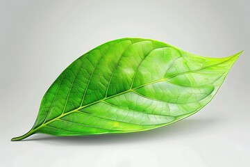 green leaf isolated on gray background