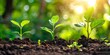 © pham - A close-up of four small green saplings growing out of dark soil, bathed in the warm glow of the sun shining through the trees in the background