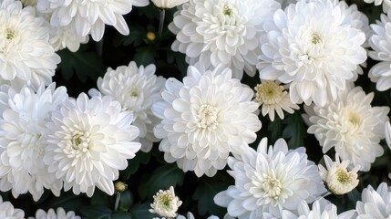 Canvas Print - Pale White Chrysanthemums