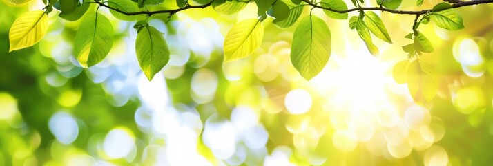 Wall Mural - Green leaves of a tree branch against a blurred background of sunny, natural light