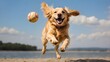 © Waqasiii_Arts  - A happy golden retriever dog jumping into the air to catch a ball