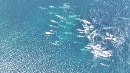 Wall Mural - A pod of Spinner dolphins, Stenella longirostris, swims through blue seas in a remote part of Indonesia. These small, agile, and shy cetaceans are relatively common throughout the Indo-Pacific region.