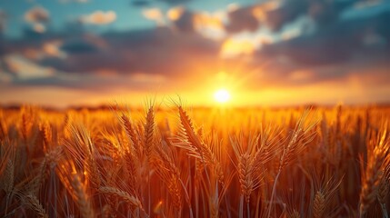 Poster - A sunset's radiant embrace, painting a field of golden wheat with warmth, an emblem of bountiful harvest.