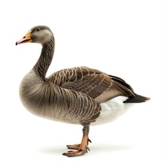 Goose isolated on white background 