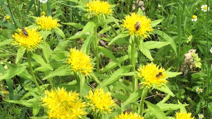 Aufkleber - The bee collect nectar from the flowers of the Rhodiola rosea. 