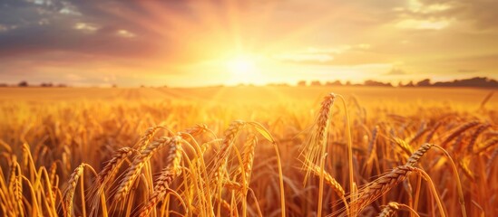 Wall Mural - Golden Wheat Field at Sunset: Captivating Rural Landscape with Ripening Ears under Sunlight