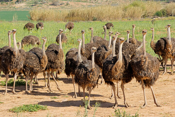 Wall Mural - ostriches (struthio camelus) on an ostrich farm, karoo region, western cape, south africa.