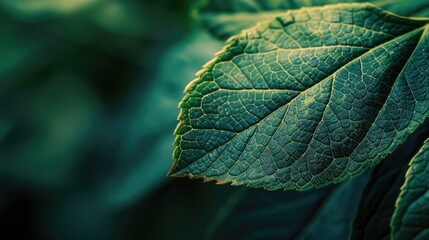 Wall Mural - close up shot of a tree leaf as a background image