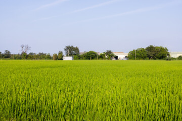 Sticker - Green rice meadow field in the countryside