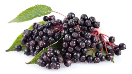 Wall Mural - Elderberry isolated white background 