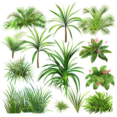 Poster - A collection of various green plants, including palm trees, ferns, and bushes