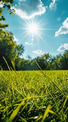 Wall Mural - A bright sunny day with a clear blue sky. The sun is shining brightly and the grass is green