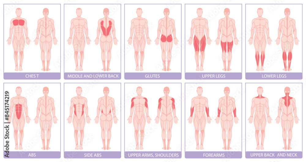 Human body anatomical muscle groups scheme card design template set ...