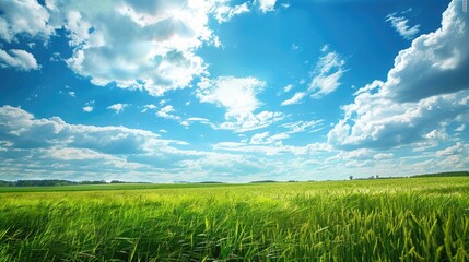 Wall Mural - high quality photograph of nature with a blue sky and white clouds in the background