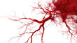 © PNG Kingdom  - Blood system on white isolated transparent background