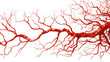 © PNG Kingdom  - Blood system on white isolated transparent background