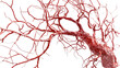 © PNG Kingdom  - Blood system on white isolated transparent background