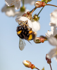 Poster - Bumblebee on a white flower tree against a blue sky. Macro