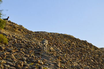 Clean blue sky rocks in the mountains, goats walking on stone landscape outdoors Baluchistan Turbat