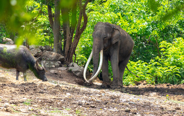 Sticker - Portrait of an elephant with large tusks in a tropical park