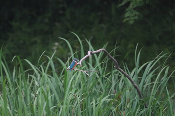 Wall Mural - common kingfisher in a pond