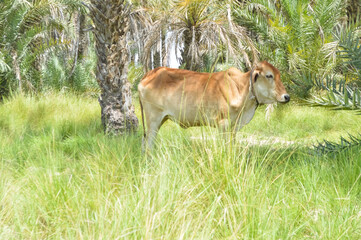 Farmland cow in the meadow, calf young animal grazing 