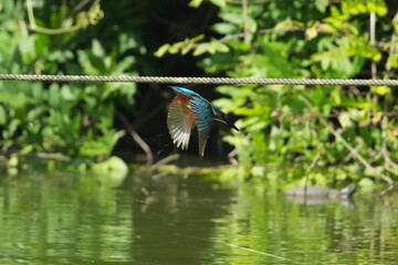 Sticker - common kingfisher in a pond