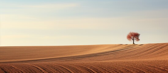 Sticker - A solitary tree stands in the warm winter light surrounded by a plowed field and patches of untouched land in the countryside creating a peaceful and serene copy space image