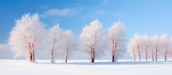 In a winter landscape young trees with dry red foliage are covered in snow The trees stand under a blue sky creating a beautiful image with copy space