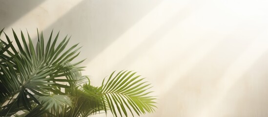 Wall Mural - A tropical sunlight texture creates abstract plant leaf shadows on a white wall making it a minimal yet exotic background Ideal for product presentations mockups and overlay with creative copy space