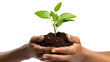 © Varunee - Photograph of a farmer's hands gently holding a vibrant green sprout, symbolizing the hope and potential of sustainable agriculture