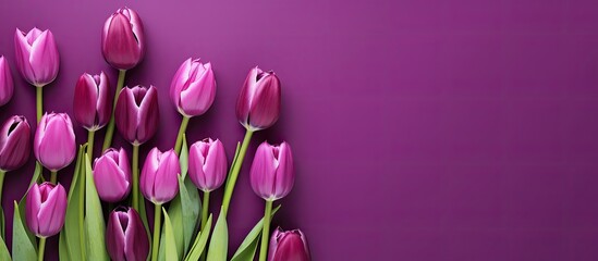 Fototapete - A vibrant spring concept showcasing purple tulips on a violet backdrop Captured from a top down perspective the flat lay composition offers ample copy space for creative use