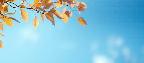 Poster - Autumnal Gingo leaves shine brightly against a serene blue sky creating a beautiful copy space image with a gentle glow effect 146 characters